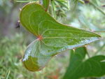 Smilax Aspera